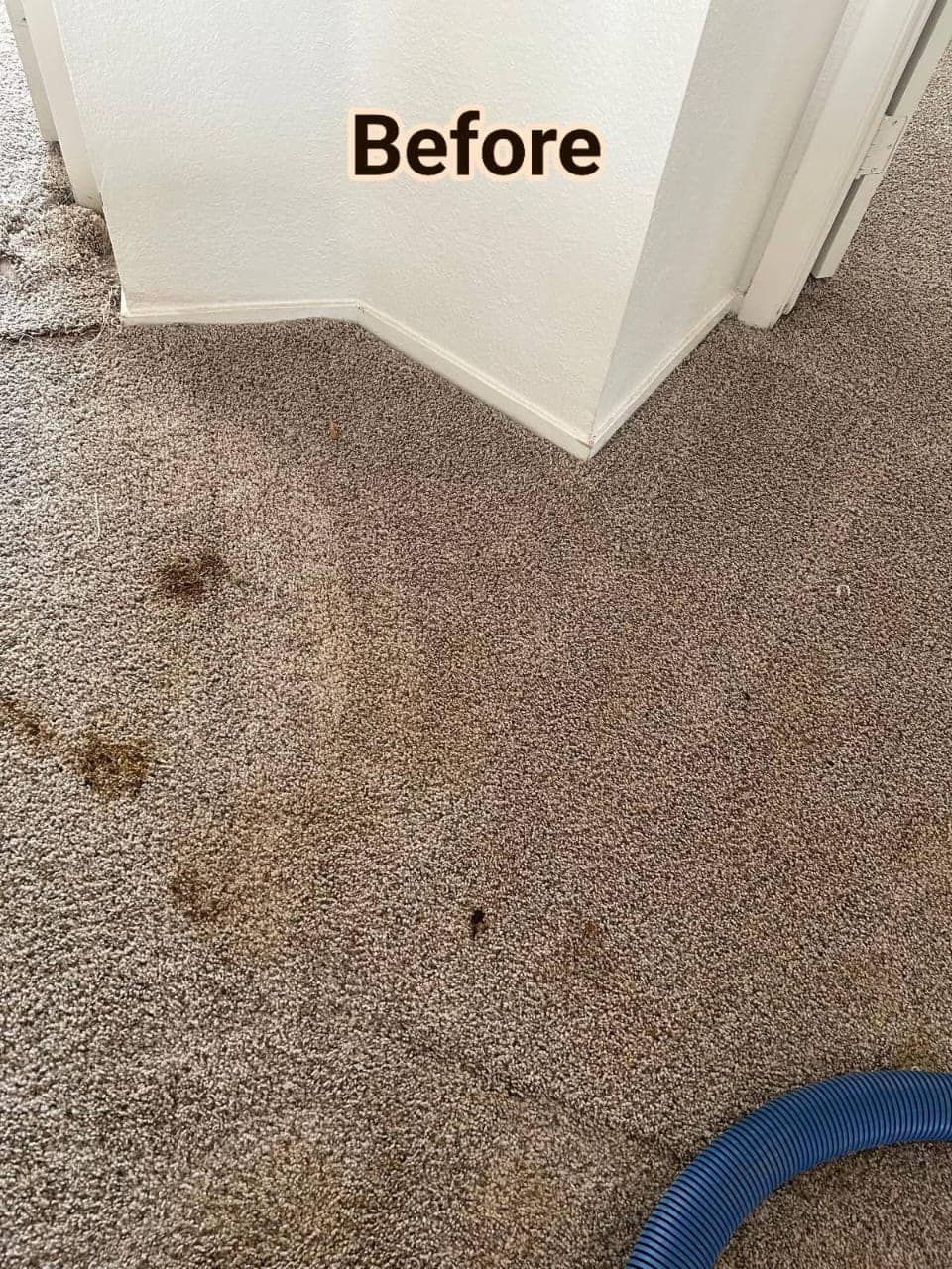 Carpet stain and odor treatment